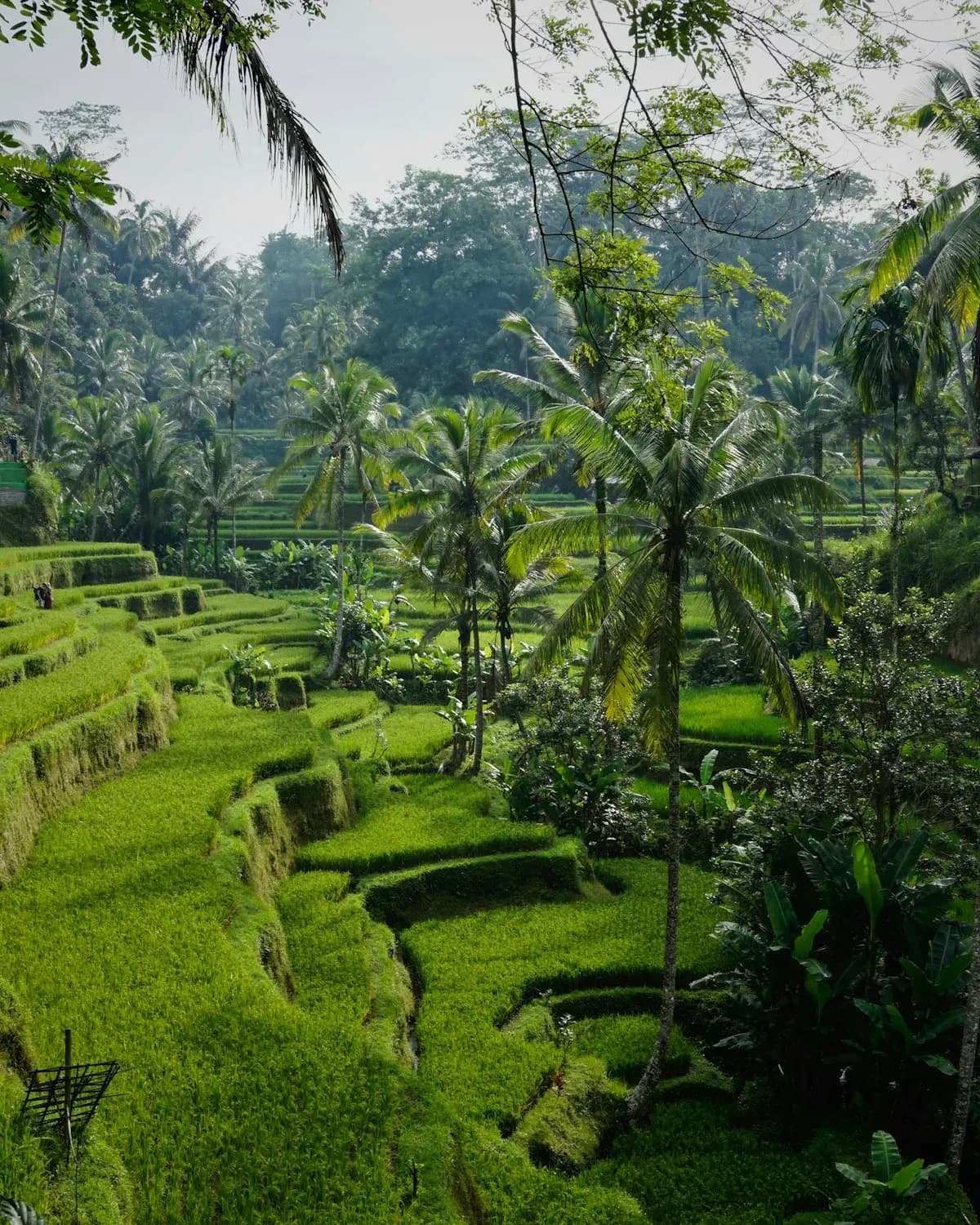 Intimate wedding at Villa Sawah, Ubud, photo 4