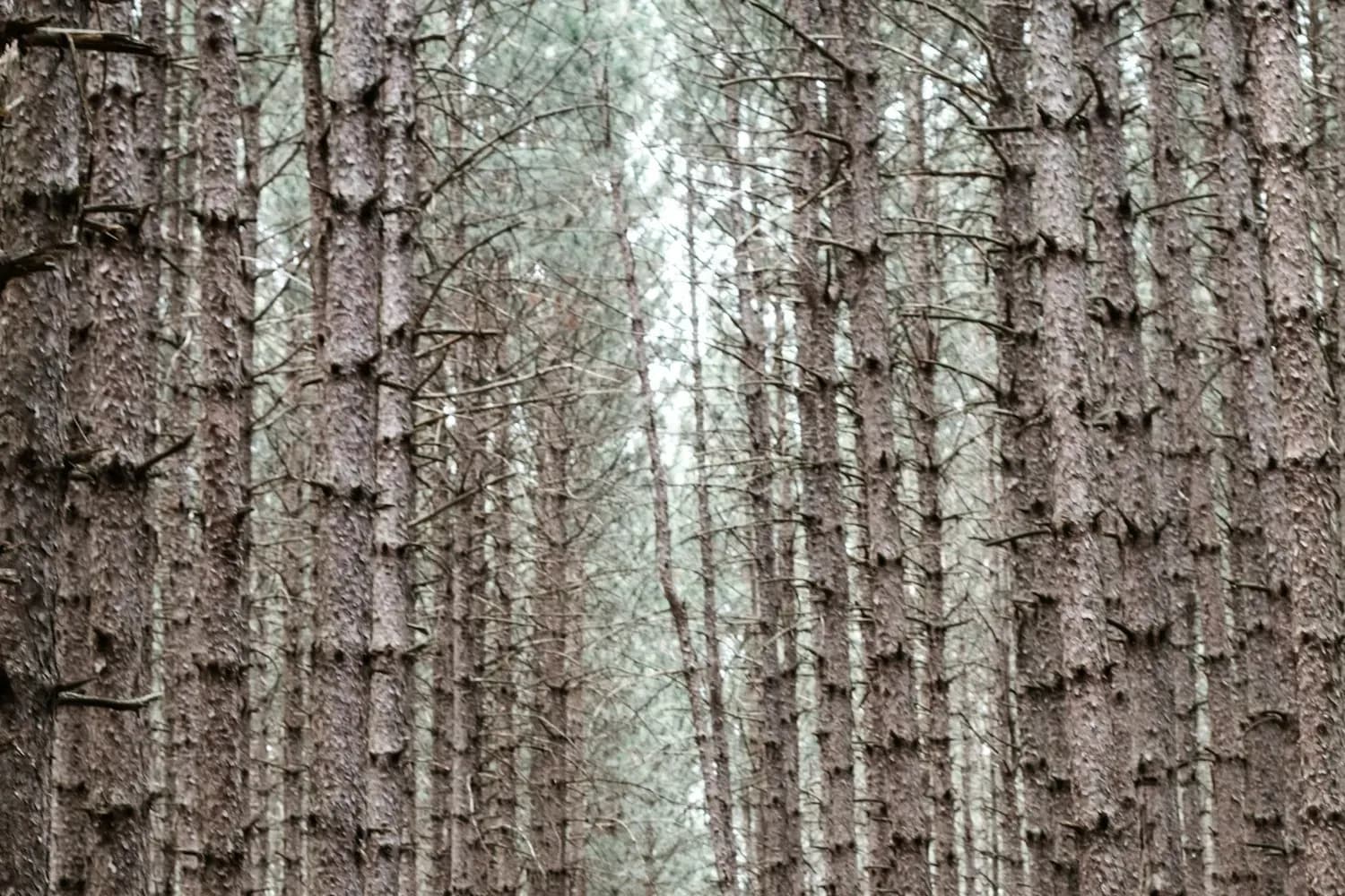 Pine forest wedding at Lembah Pinus Highland, Malang, photo 2